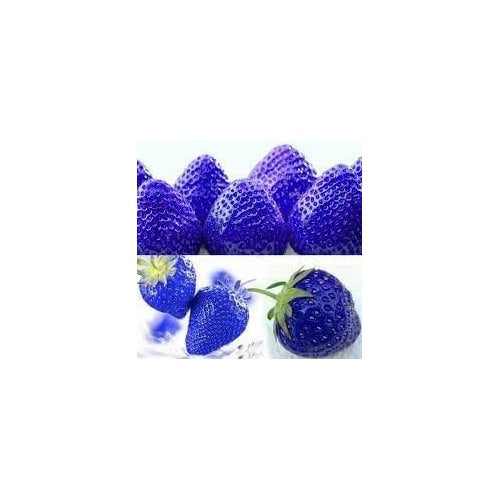 Blue Strawberry Fruit Seeds for Planting [neera-v5-a67cf67cea0f993a920a]