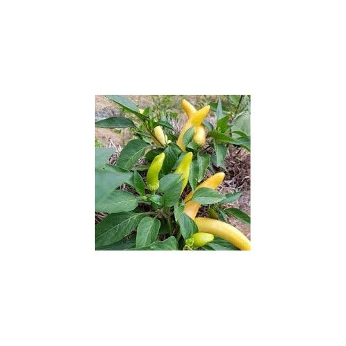 Pepper Plant Seeds for Planting, 100 pcs [neera-v5-a68211bfa3de004beb41]
