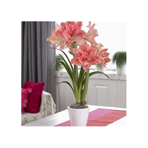 Hippeastrum Flower Seeds [neera-v5-a68563b3e8632dbf6f55]
