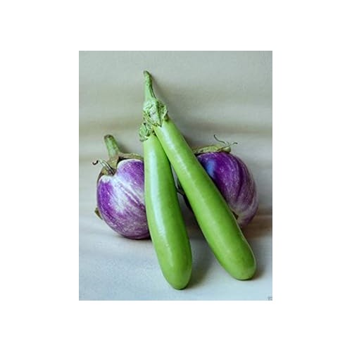 Green Violet Eggplant Seeds for Planting [neera-v5-a68a090d5854a607f91d]