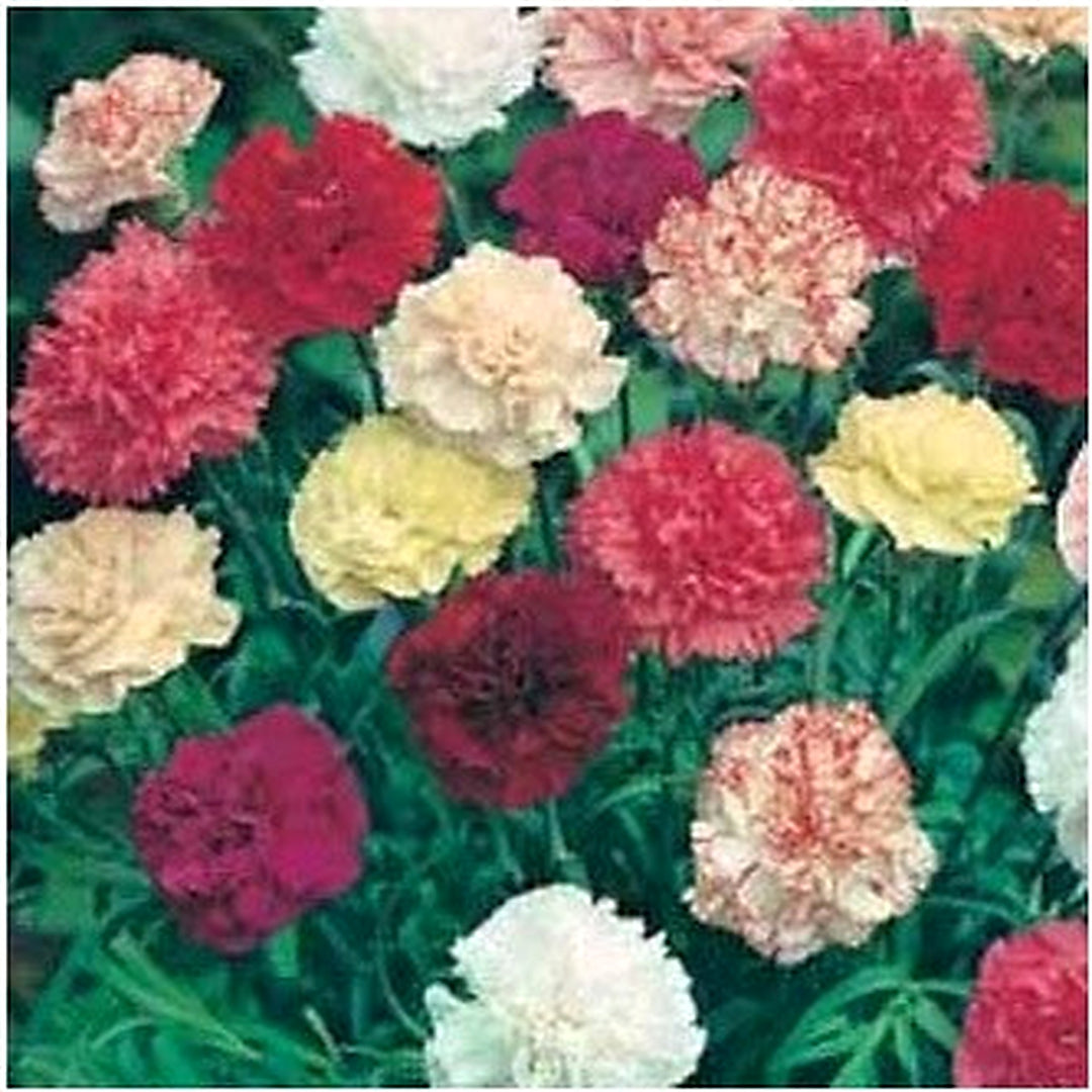 Heirloom Non Gmo Dianthus Flower For Garden Planting Multi Color Fragrant Blooms Mix Flower Seeds [neera-v5-a68c0da92ff22c736675]