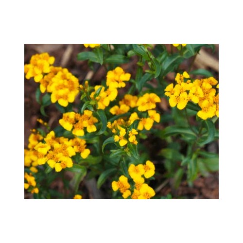 Mexican Tarragon Planting Non Gmo Texas Tarragon Mexican Mint Marigold Heirloom Easy To Grow [neera-v5-a6905120a62091149e51]