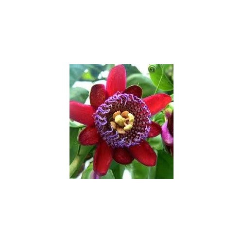Riesengranadilla Flower Seeds for Planting | Heirloom Non-GMO High Germination Organic Garden Seeds [neera-v5-a6924d439fa886beaab9]