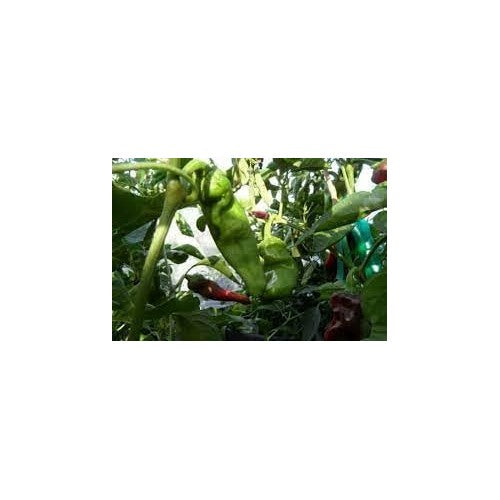 Gernika Pepper Seeds [neera-v5-a698589b96bc6a589352]