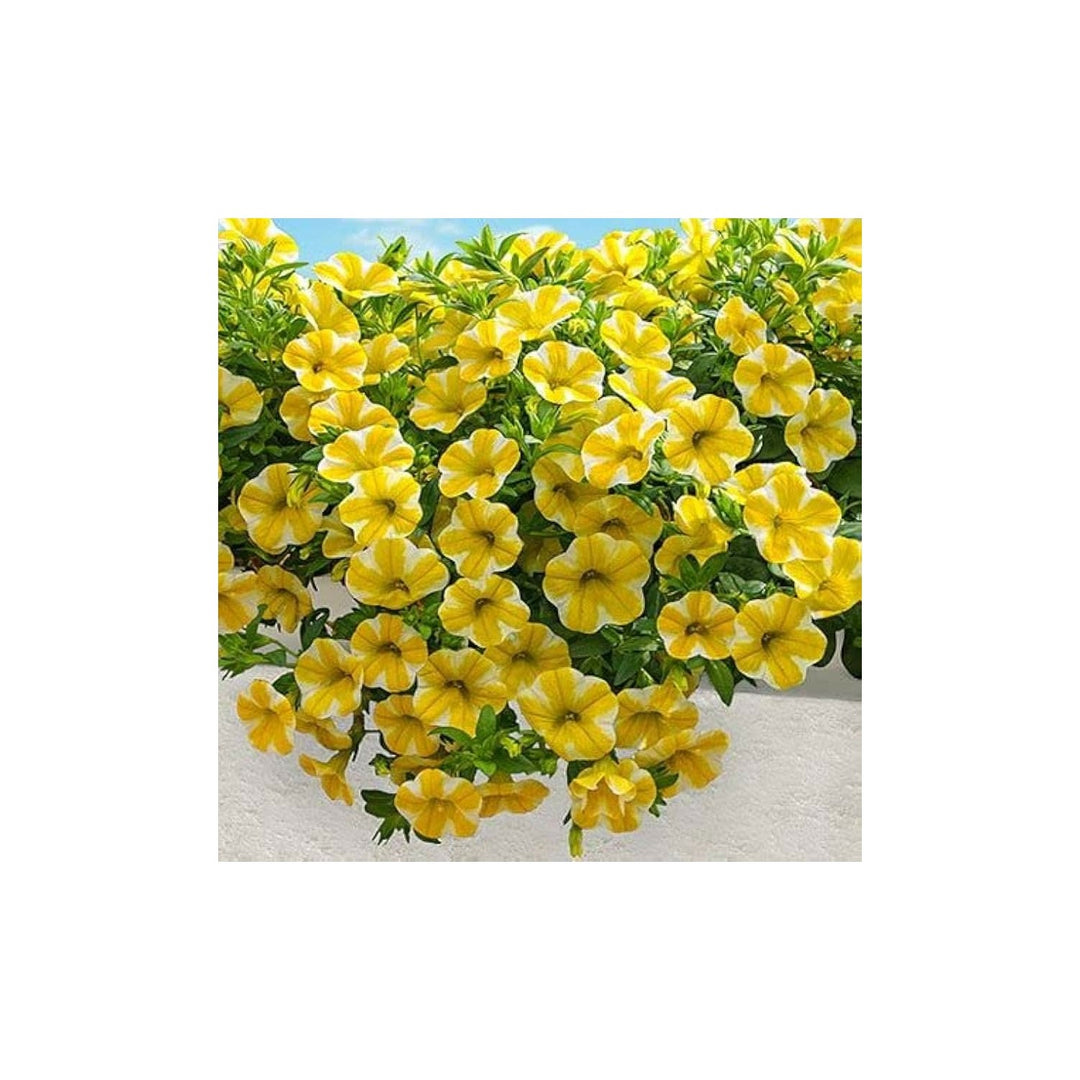 Petunia Semi Slice Of Lemon Superbells Calibrachoa Flower Seeds for Home Garden Planting Heirloom Non-GMO High Germination Organic Garden Seeds [neera-v5-a69c251f7cf1f2b64a05]