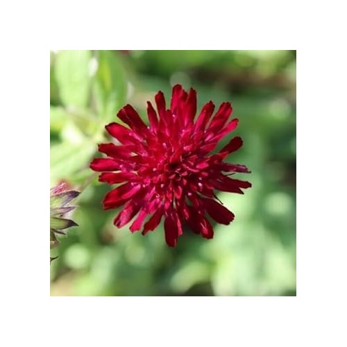 Heirloom Macedonica Flower Seeds, Non-GMO, Long-Blooming Color for Cottage and Wildflower Gardens [neera-v5-a6c068a1eea37aa1cc84]