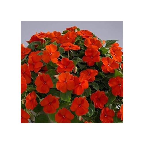 Orange Impatiens Flower Seeds for Planting [neera-v5-a6c3a5e65526dfeff804]