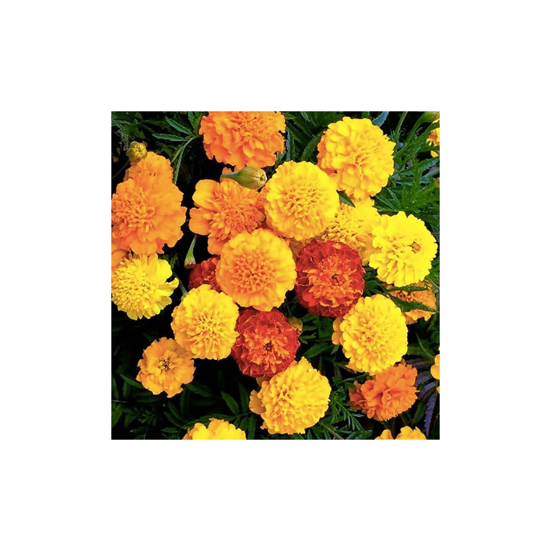 Petite Mix French Marigold Colorful Flower Flower Seeds for Home Garden Planting, Decorative [neera-v5-a6dc9e3b30932e3504b2]