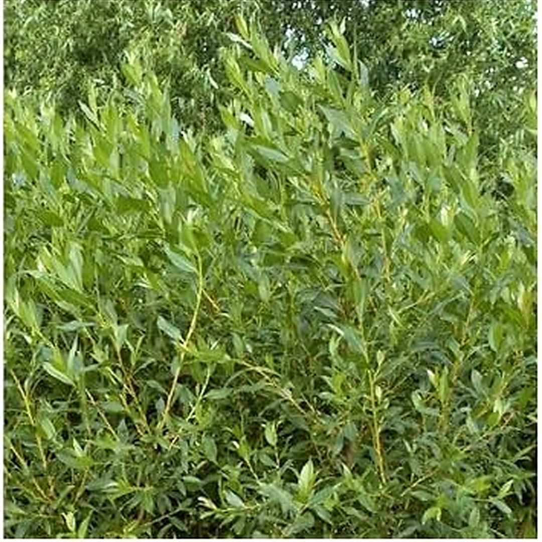 Flame Willow Plant Seeds for Planting | Heirloom Non-GMO High Germination Organic Garden Seeds [neera-v5-a6e358a0c22ef3722217]