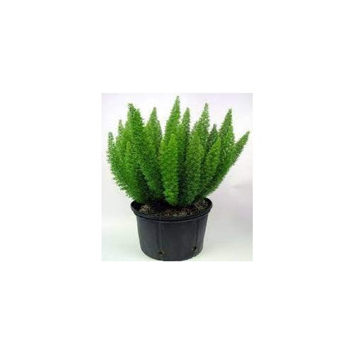 Green Asparagus Fern Plant Seeds for Planting [neera-v5-a6e83b860518cc8e3f53]