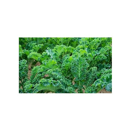 Kale Seeds for Vegetable Garden [neera-v5-a6ebac03e390ce006cfd]