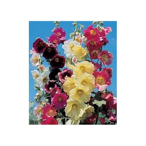 Organic Mixed Danish Hollyhock Flower For Planting Heirloom Non Gmo Flower Seeds for Home Garden [neera-v5-a6eecea22acb22f568b2]