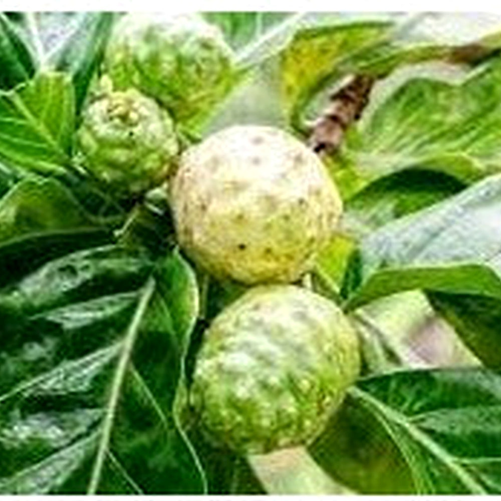 Fresh NONI Fruit Seeds for Planting | Heirloom Non-GMO Organic Seeds for Easy-to-Grow Tropical Fruits [neera-v5-a6f1133e8b753ebce69a]