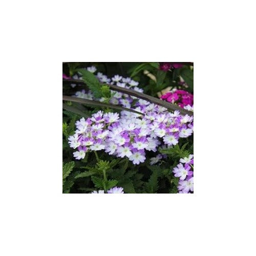 Organic Heirloom White Purple Verbena Flower Seeds [neera-v5-a6f389a75db71d1bb6e0]