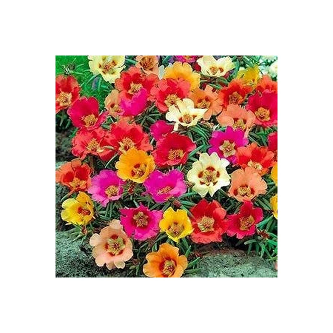 Mixed Portulaca Flower For Planting Flower Seeds for Home Garden Planting, Lush Organic Blooming [neera-v5-a6f6435d4c574957a95b]