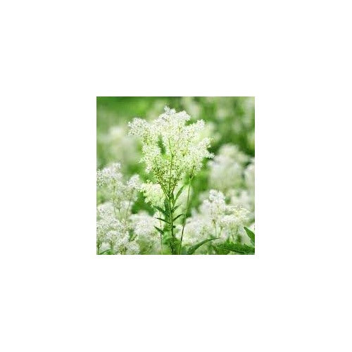 Meadowsweet Plant Seeds for Planting [neera-v5-a6f870a216e07d4b520a]