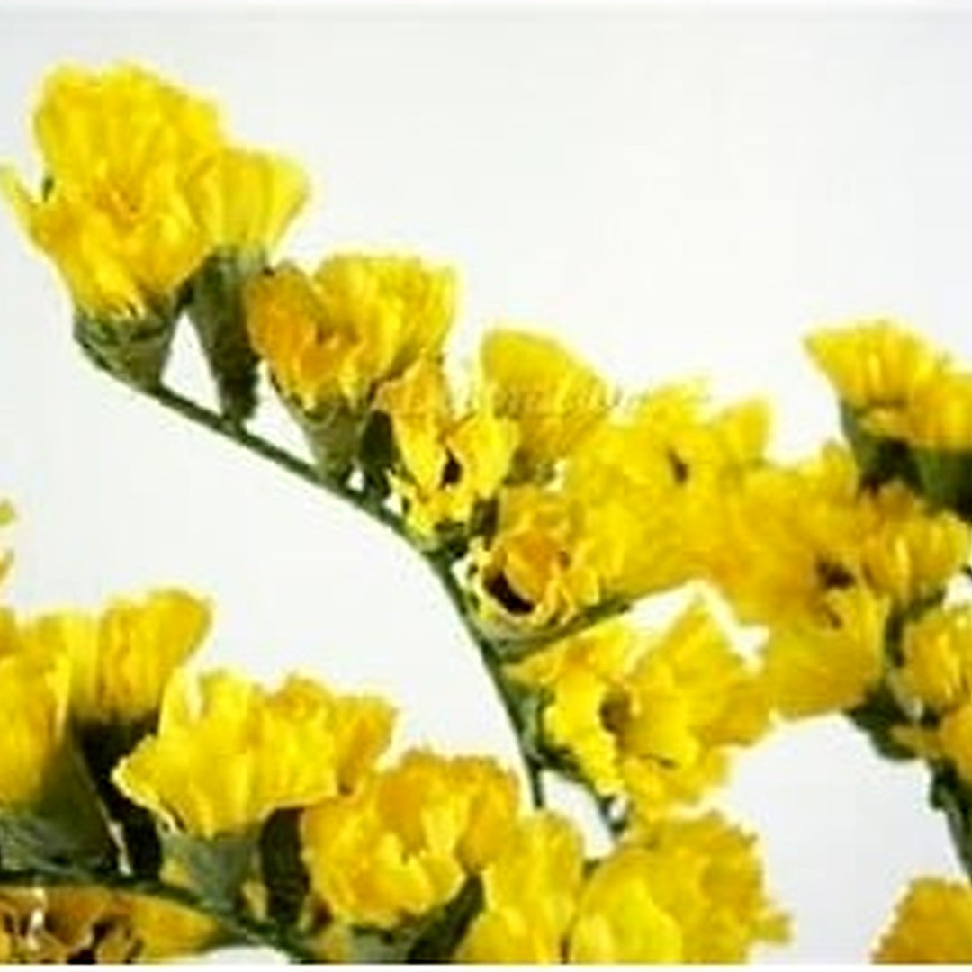 Yellow Statice Flower For Planting Flower Seeds for Home Garden Planting, Colorful Organic Blooming [neera-v5-a6fae87b053d520ed792]