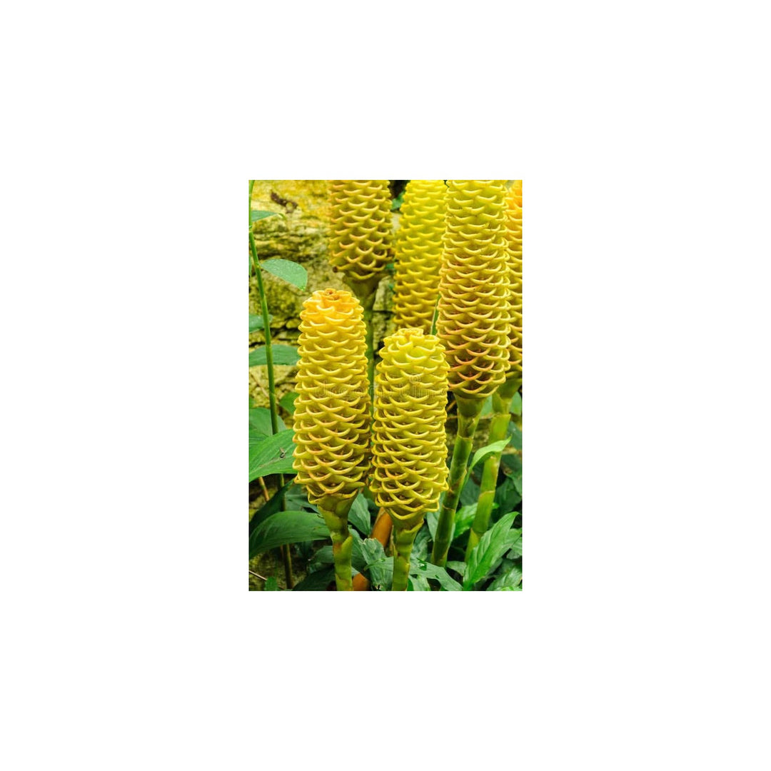 Heirloom Non Gmo Beehive Ginger Flower For Planting Exotic Tropical Garden Blooms Flower Seeds for [neera-v5-a71354df74e3e17d3f66]