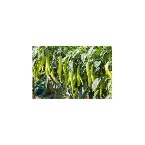 Light Green Pepper Vegetable Seeds for Planting [neera-v5-a7169c946e3693d44c96]