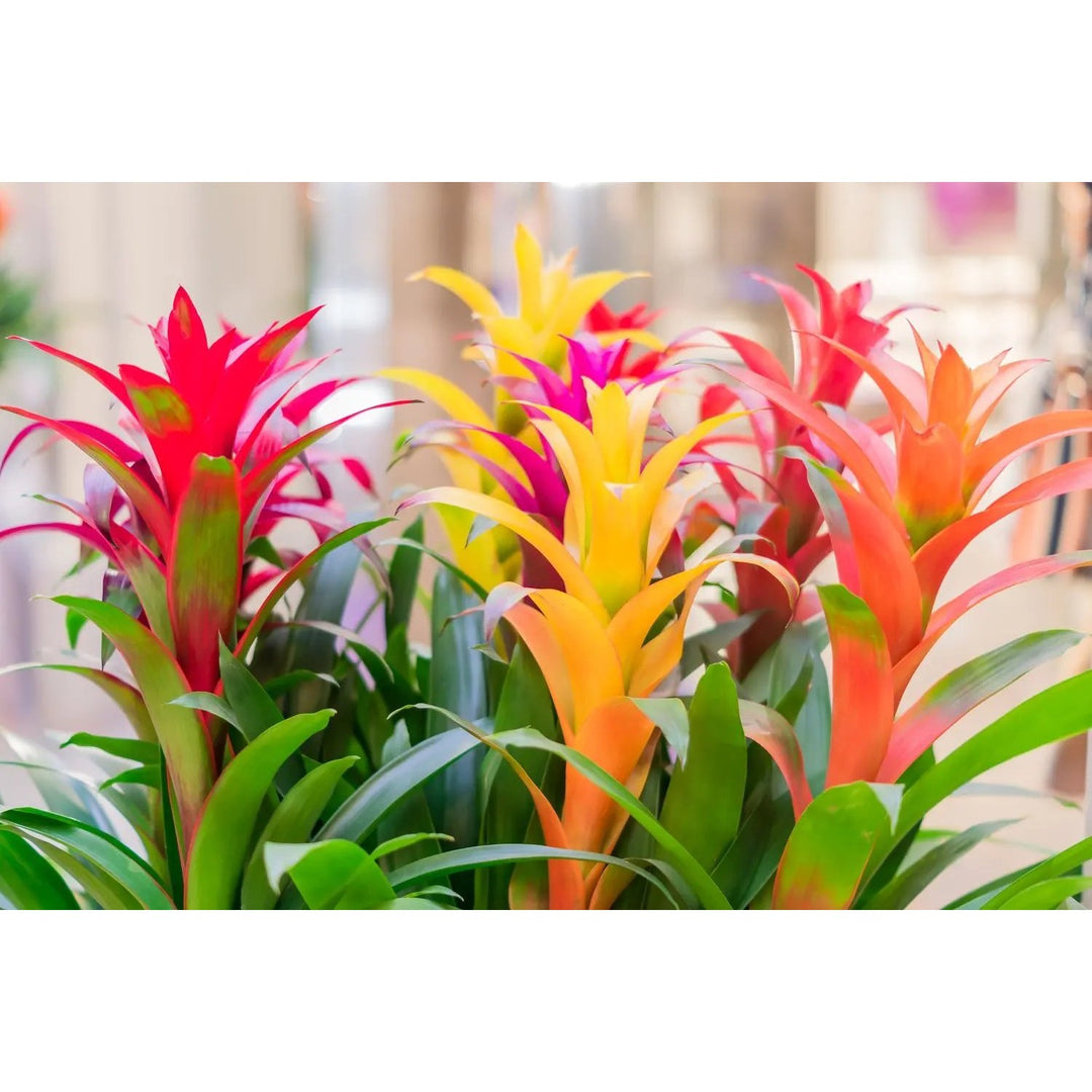 Mixed Bromeliad Tillandsia Plant Heirloom Non Gmo For Planting Flower Seeds for Home Garden [neera-v5-a723635d5da749f250fd]