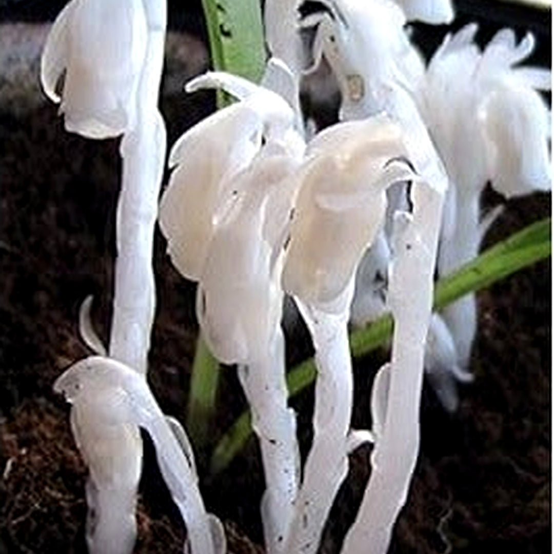 Organic White Pipe Flower Seeds for Planting [neera-v5-a7268b7755a10c2d5ee1]