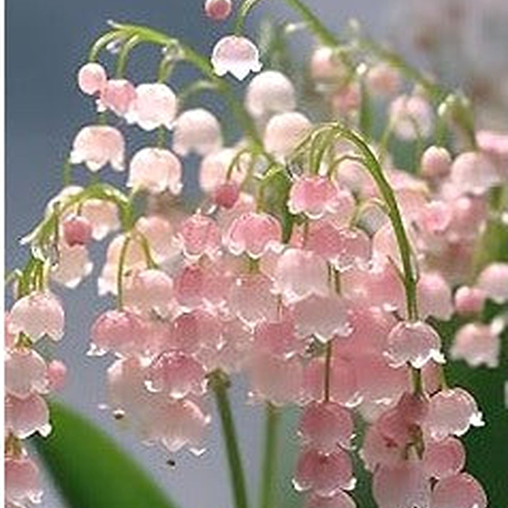 Pink Lily of the Valley Flower Seeds for Planting [neera-v5-a741124610317cee5c7e]