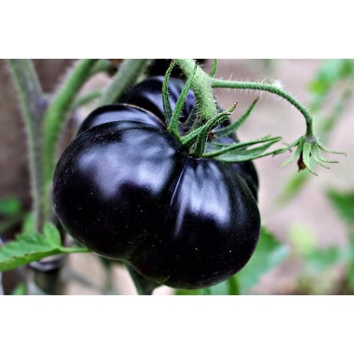 Giant Black Tomato Seeds for Planting [neera-v5-a749adf36f2a51e3d843]