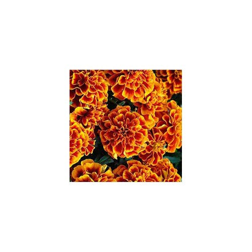 French Marigold Flower Seeds [neera-v5-a76afed2e5080e2f21b0]