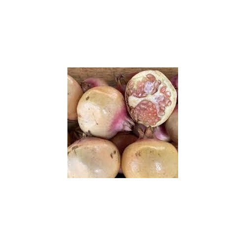 White Pomegranate Fruit Seeds for Planting [neera-v5-a77706b4225b67e3c918]