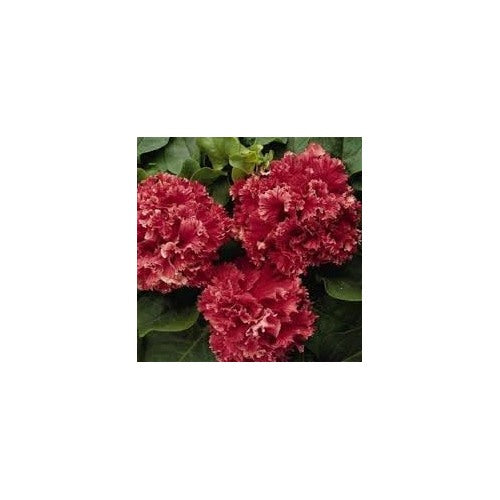 Double Pelleted Petunia For Planting Heirloom Non Gmo Flower Easy To Grow Flower Seeds for Home [neera-v5-a7834a7f187020ff23cb]