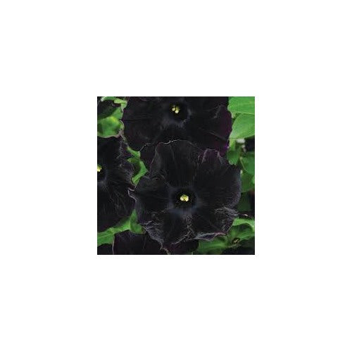 Black Cat Petunia Seeds for Planting [neera-v5-a788db087cd806e4812c]