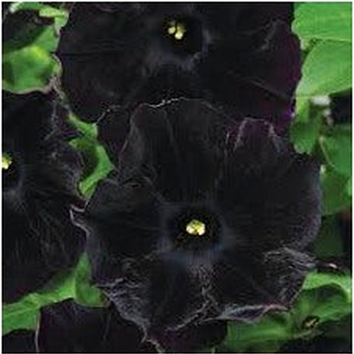 Black Cat Petunia Seeds for Planting [neera-v5-a788db087cd806e4812c]