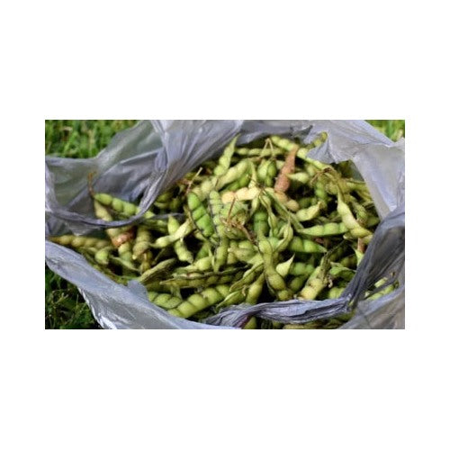 Gandules Pigeon Peas Cajanus Cajan High Quality Non Gmo Heirloom Fragrant Climbing Annual Flower Seeds for Planting [neera-v5-a78d0f92ba290fa735a8]