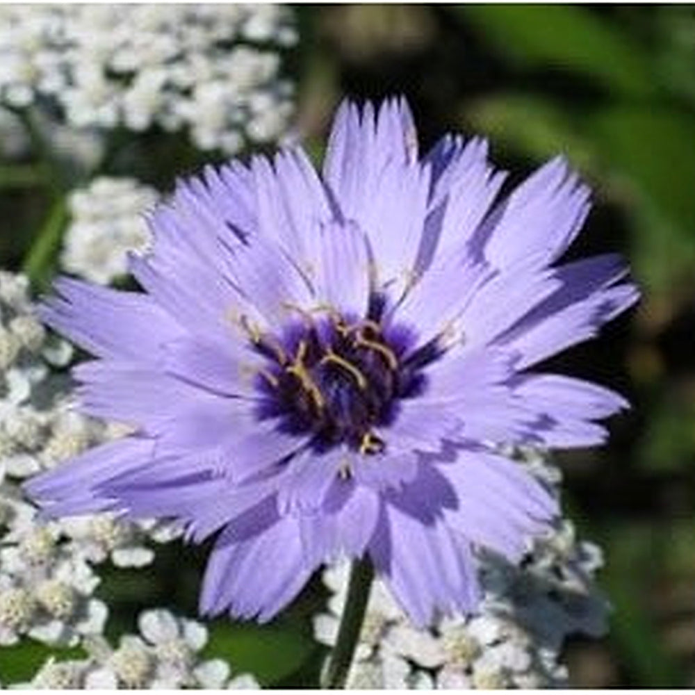 Blue Catananche Flower Seeds for Planting [neera-v5-a79ef9a658b61327e1fa]