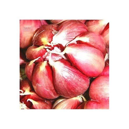 Red Garlic Seeds for Planting [neera-v5-a79fb285ce0732a01176]