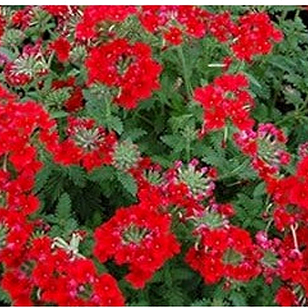 Red Verbena Flower Seeds for Planting [neera-v5-a7a04bb9408a6693d869]