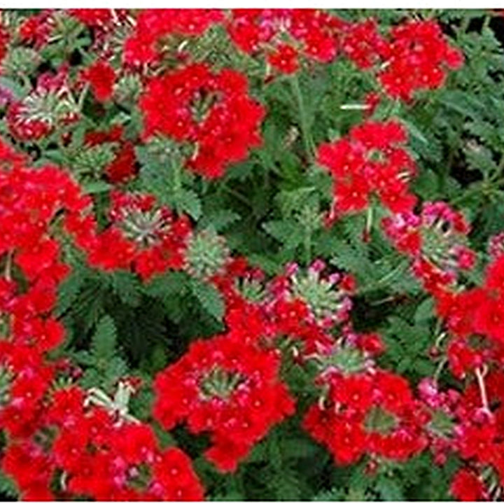 Red Verbena Flower Seeds for Planting [neera-v5-a7a04bb9408a6693d869]