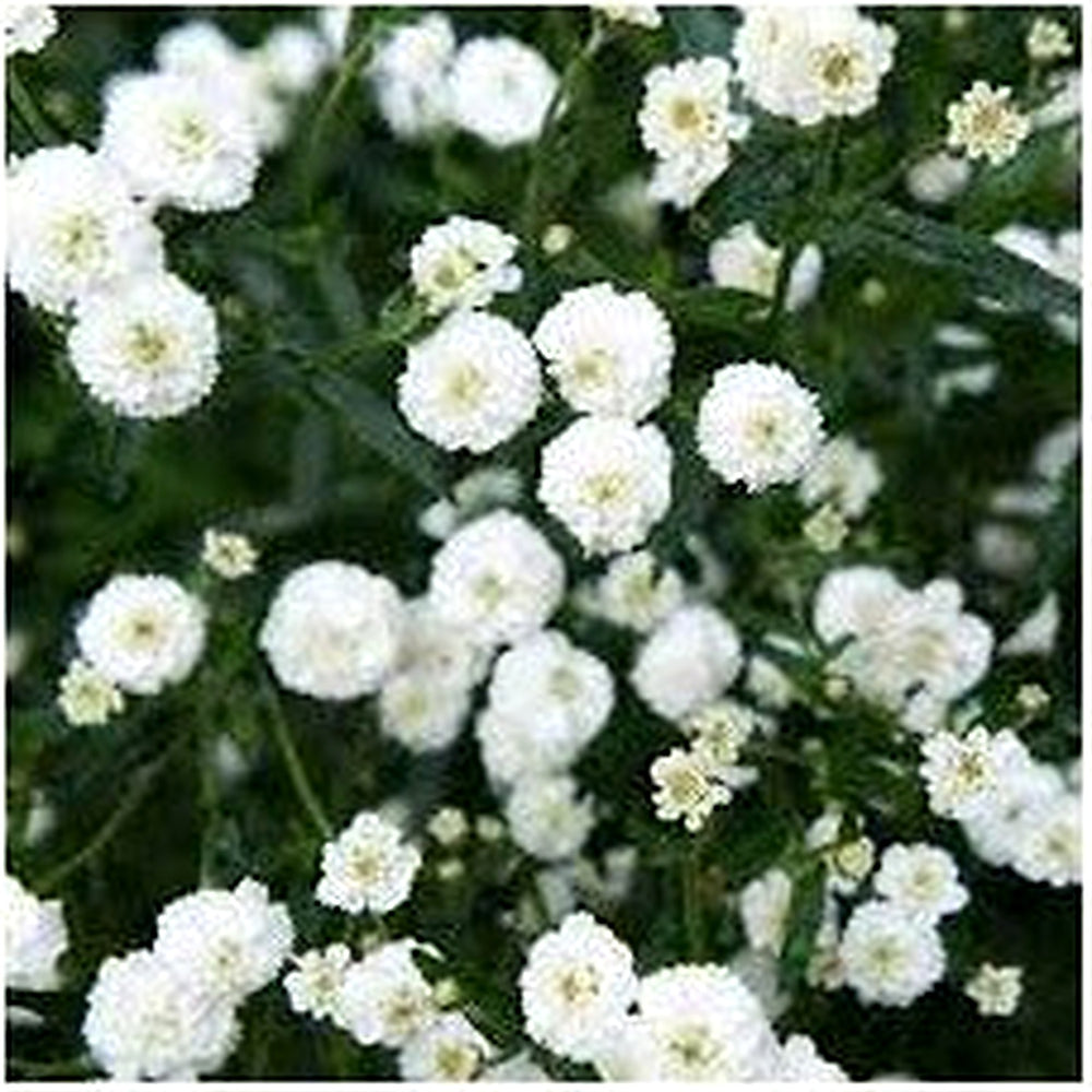 White Ptarmica Flower Seeds for Planting [neera-v5-a7b045341c3acaa21115]