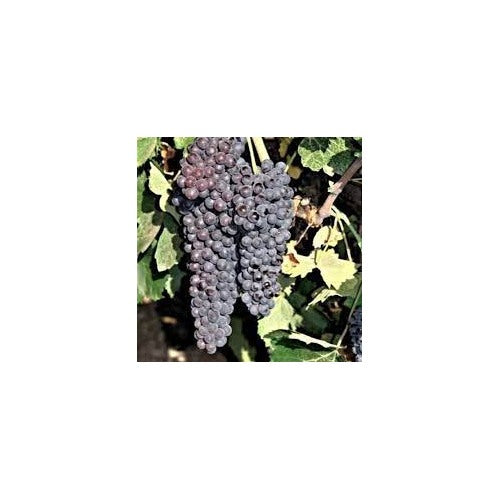 Black Corinth (Zante Currant) Grape Fruit Seeds for Planting [neera-v5-a7b3b4bdcd922f3b699c]