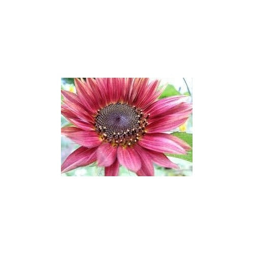 Pink Mini Sunflower Seeds for Planting [neera-v5-a7b9de4907dd4f84b601]