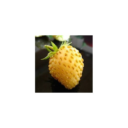 Yellow Strawberry Fruit Seeds for Planting [neera-v5-a7bfddb95df8d0b35271]