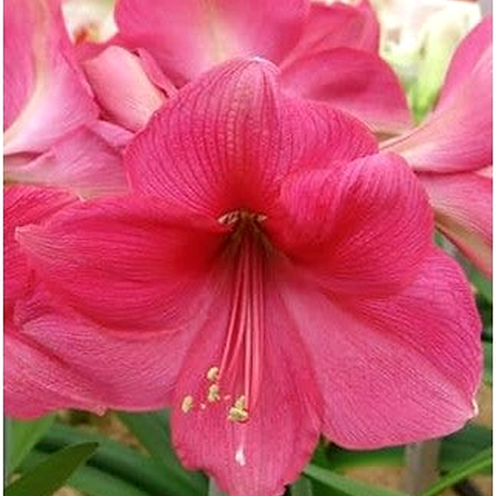 Pink Amaryllis Flower Seeds for Planting [neera-v5-a7cb34284babe9ab00bc]