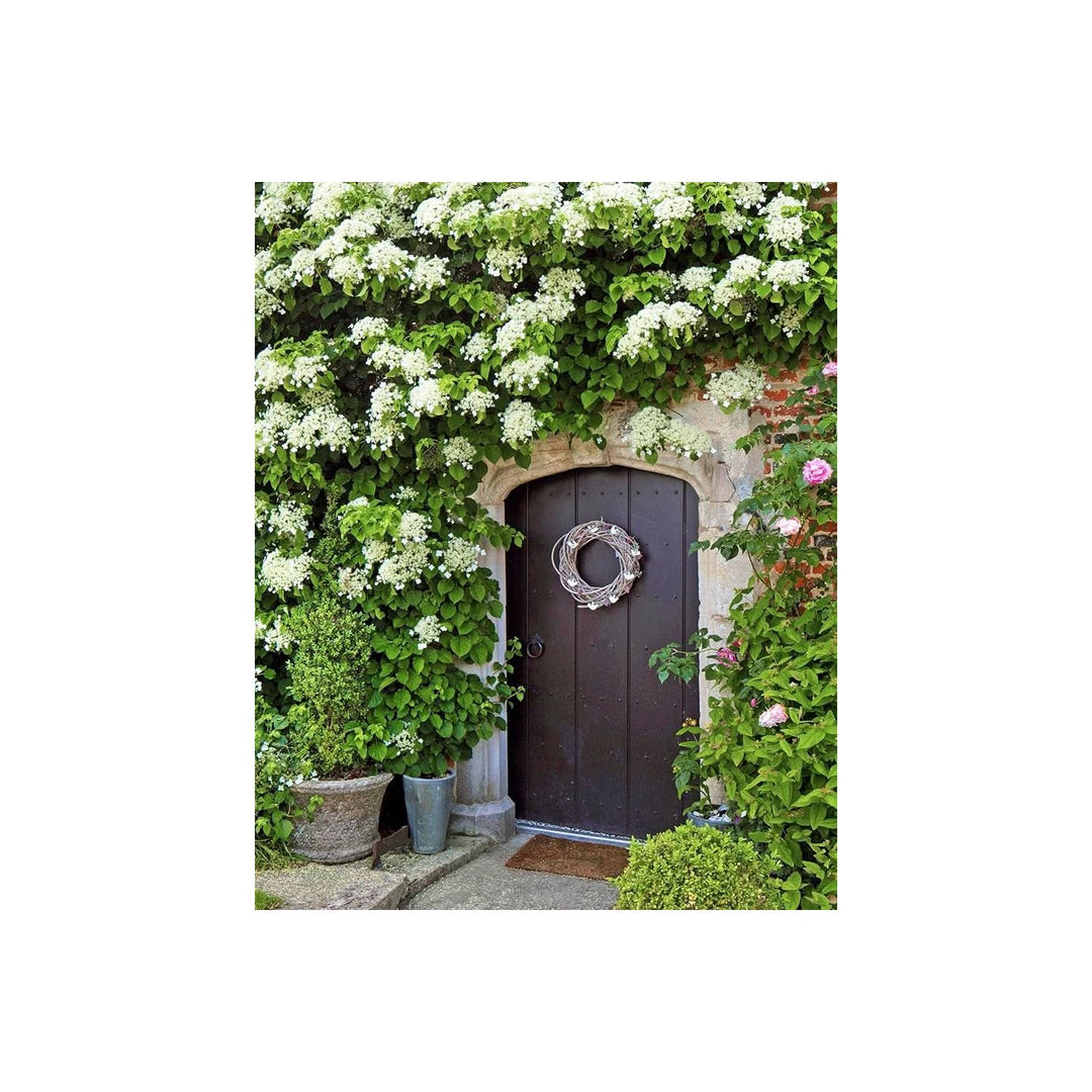 Climbing Hydrangea Hydrangea Anomala Flower For Backyard Gardening Vertical Garden Planting [neera-v5-a7d50d567d44f9791764]