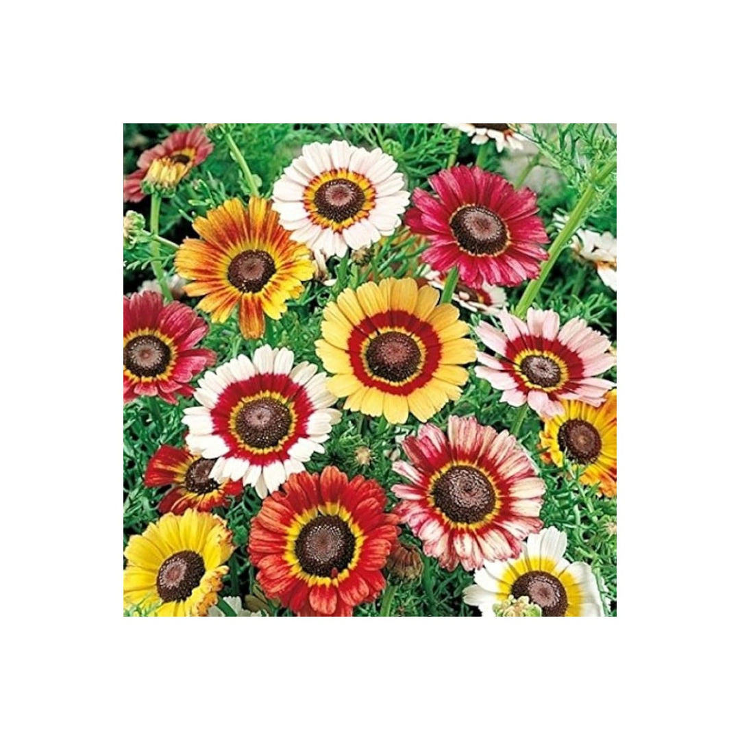 Chrysanthemum Chrysanthemum Morifolium Multicolor Flower For Planting In Backyard Gardening [neera-v5-a7da6f9e82635c0aeadb]