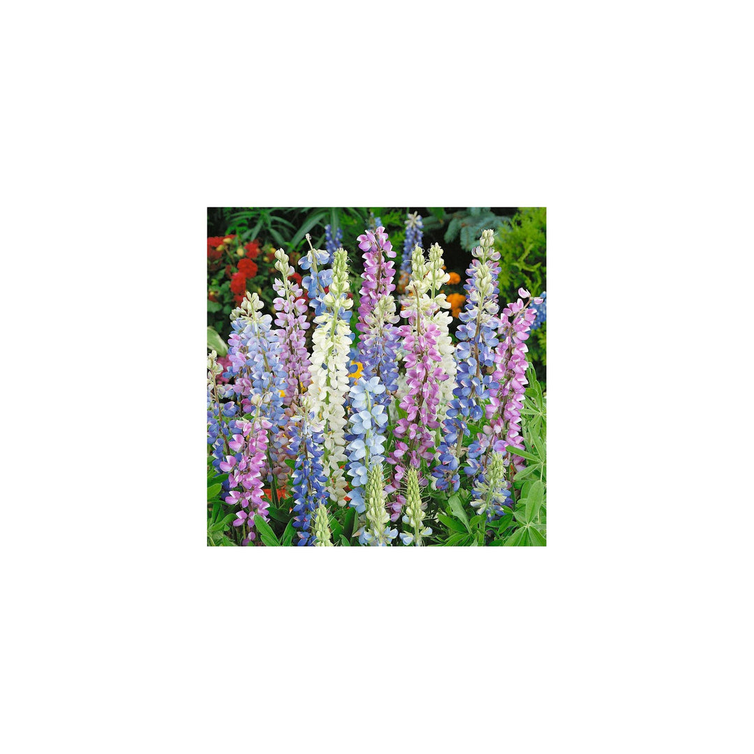 Hartwegii Mix Lupine Flower For Planting Vibrant Colors Heirloom Garden Flower Seeds for Home [neera-v5-a7e8bded4da40bee80f1]