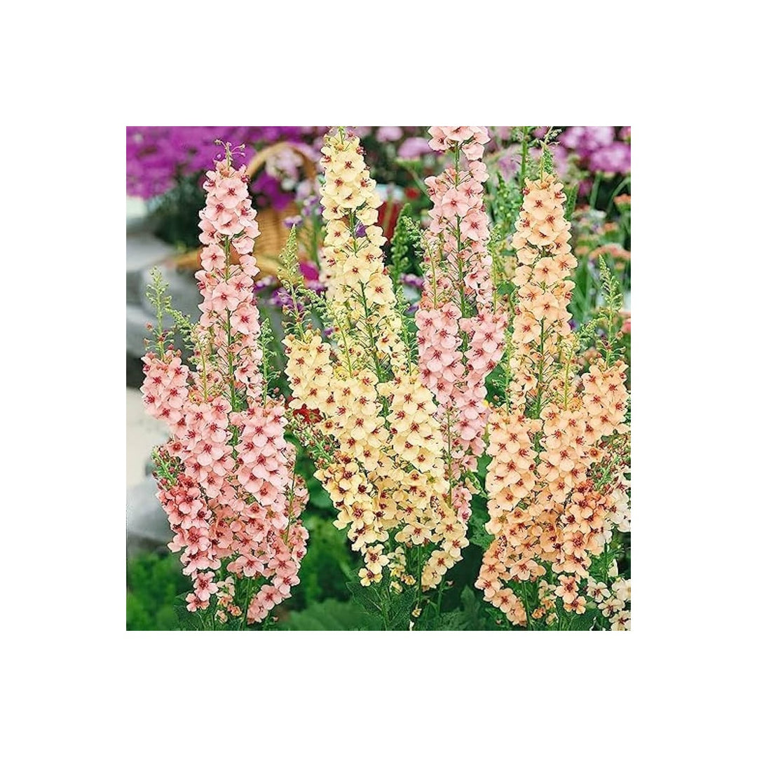 Mixed Mullein Flower Heirloom Non Gmo For Medicinal And Drought Tolerant Garden Planting Flower [neera-v5-a7f472891ccf50fd8b03]