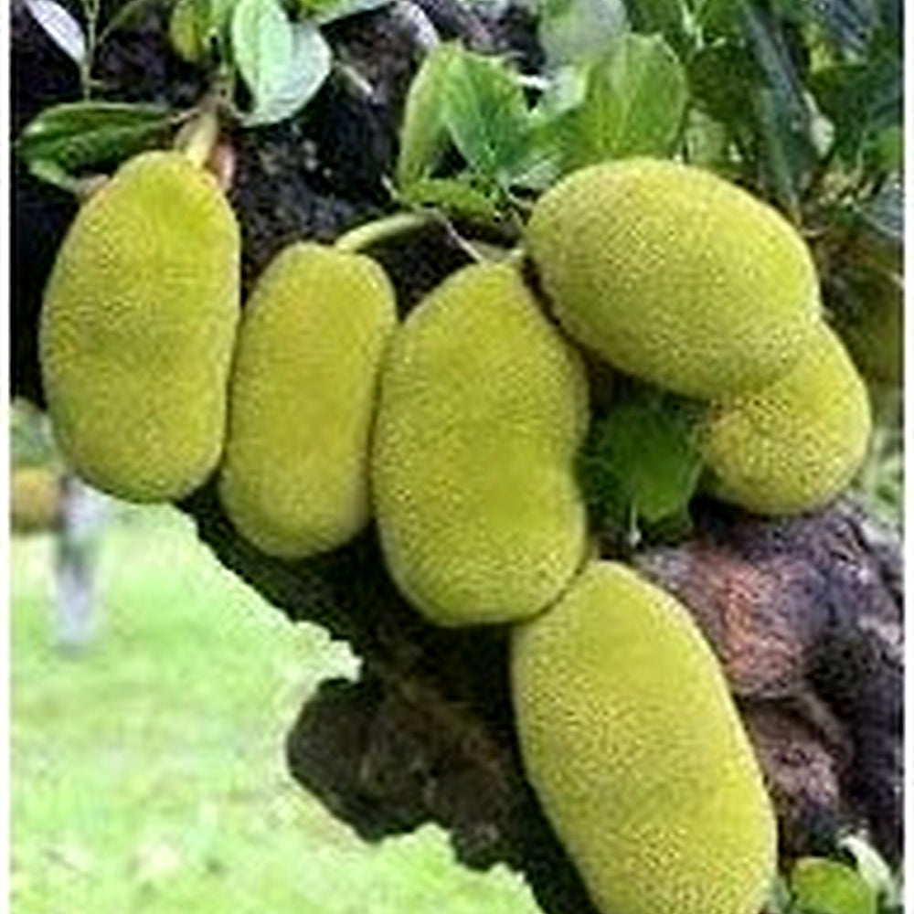 Bread Fruit Seeds for Planting | Heirloom Non-GMO Organic Garden Seeds for Nutritious, Tasty Fruits [neera-v5-a7f4a25acdc7f3f378b8]