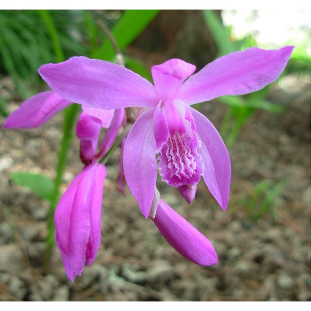 Heirloom Non Gmo Bletilla Striata Flower Hardy Orchid And Shade Garden Planting Flower Seeds [neera-v5-a7f4d4cade25ef4a0f17]