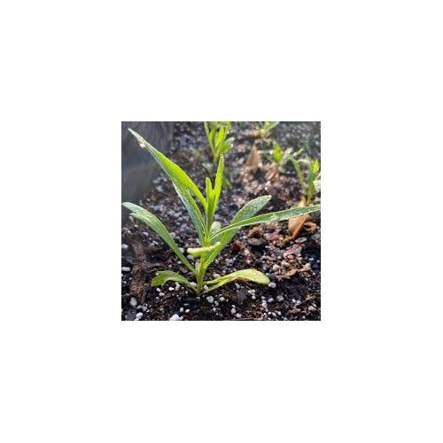 Russian Tarragon Herb Seeds for Planting [neera-v5-a7ffb283af7eb986bb6d]