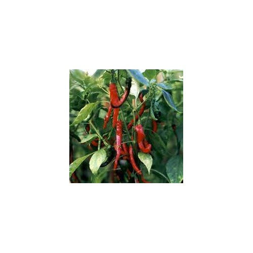 Long Red Hot Chili Pepper Vegetable Seeds for planting [neera-v5-a7ffddee0dabcdf6eb6d]